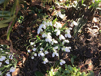 Photo by Sheila Webber of snowdrops in February 2024